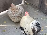 Pekin bantam — foto 1