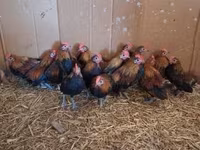 Chickens — 사진 1