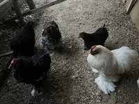 Chickens — foto 2