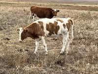 பசு, Simmental cattle — புகைப்படம் 1