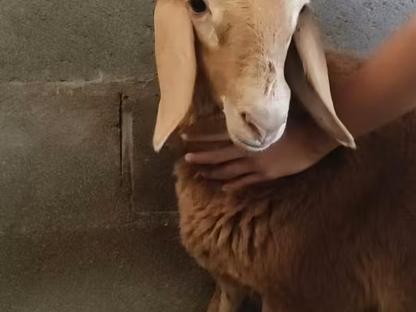 Sheep, Arashan sheep — Kyrgyzstan
