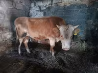گاو نر, Simmental cattle — عکس 1