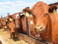 Tehén, Simmental cattle — 7. fotó