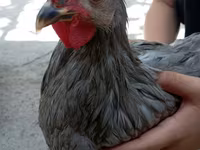 Chickens — foto 3