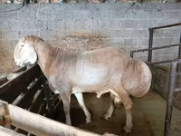 Widder, Rhon sheep — Foto 3
