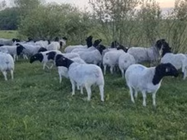 Dorper sheep