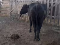 Vacă, Latvian Blue cattle — foto 3