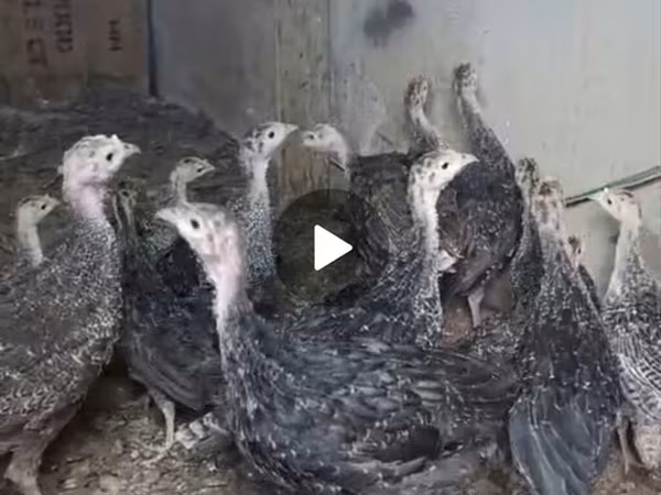 Guinea fowl