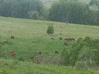 Krowa, Bydło — zdjęcie 7