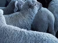 میش, Merino sheep — عکس 1