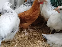Chickens — fotografija 2