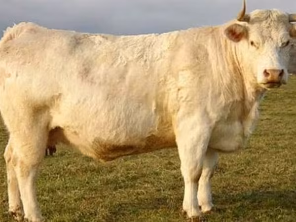 Cow, Charolais cattle