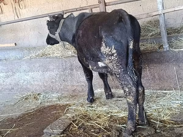 Krava, Alatau plemeno