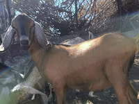 بز نر, Nubian Goat — عکس 1