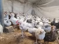 Chickens — รูปภาพ 6