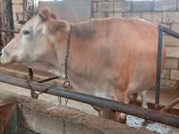 Krava, Simmental cattle — foto 1