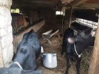 Toro, Bovini — foto 6