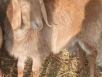 Ovce, Edilbay sheep — foto 3