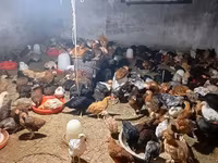 Chickens — عکس 3