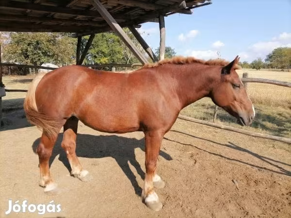 Hoppe, Hungarian horse breed