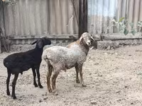 Wad, Sheep — sawirka 3