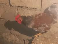 Chickens — Foto 4
