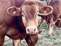 காளை, லிமூசின் மாடு — புகைப்படம் 3