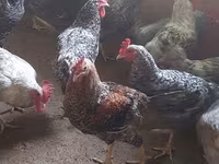 Chickens — عکس 4