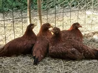 Chickens — foto 7