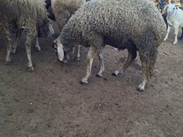 ভেড়ার পাঁঠা, Baerchuke sheep — মলডোভা