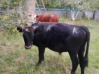 Toro, Bovini — foto 1