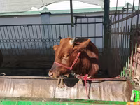 Lembu ternakan (lot, jantina tidak dinyatakan), Cattle — foto 5