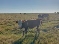 Býk, Simmental cattle — foto 3