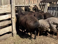 Dume la kondoo, Hissar sheep — picha 5