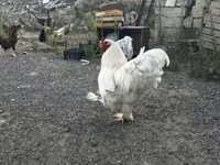 Chickens — fotografija 1