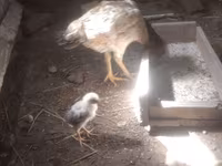Chickens — عکس 3