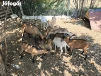 Kambing (lot, jantina tidak dinyatakan), Goats — foto 4