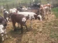 Bull, Cattle — photo 1