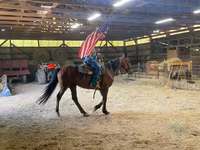 雄馬, Standardbred — 写真 1