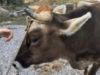 بقرة, Swiss cattle — الصورة 4