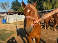 Kuda betina, Hungarian horse breed — foto 3
