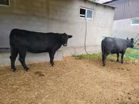 Krowa, Aberdeńsko-anguska — zdjęcie 4
