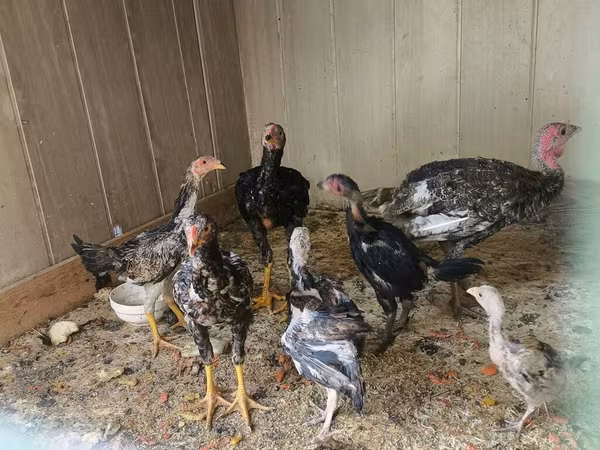 Chickens — Kyrgyzstan