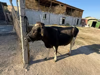 Krava, Russian Black pied cattle — foto 2