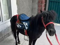 Hengst, North Swedish horse — Foto 2