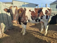 Tehén, Latvian Blue cattle — 6. fotó