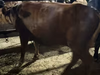 Ko, Holstein-race — foto 7