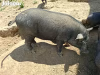 Babi hutan, Вьетнамская вислобрюхая — foto 4