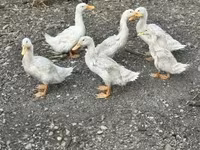 Ducks — снимка 3