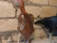 Chickens — عکس 2